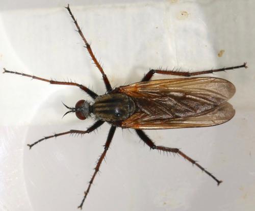 Réf. 323 018 : Empis tessellata